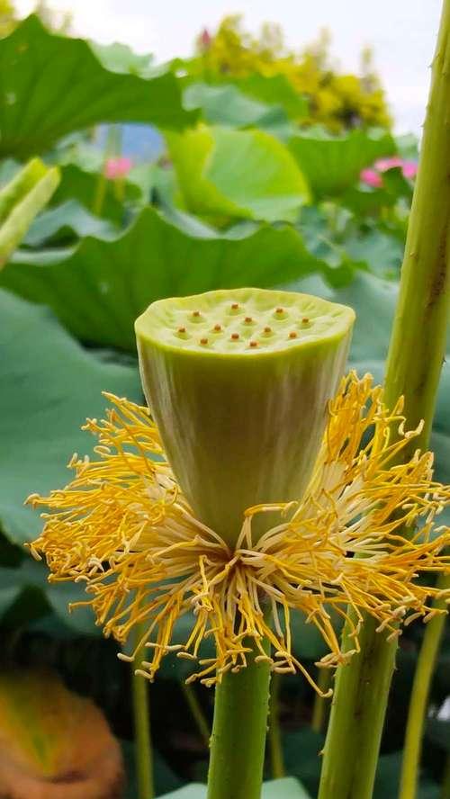 莲台菩提属于哪种植物？
