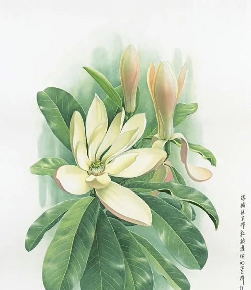 植物作画的神奇之处在哪里？如何自己动手创作？