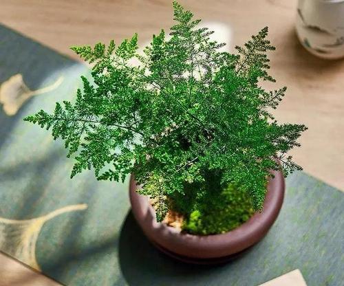 所有植物都能在任何环境中生长吗？如何选择适合的植物种类？