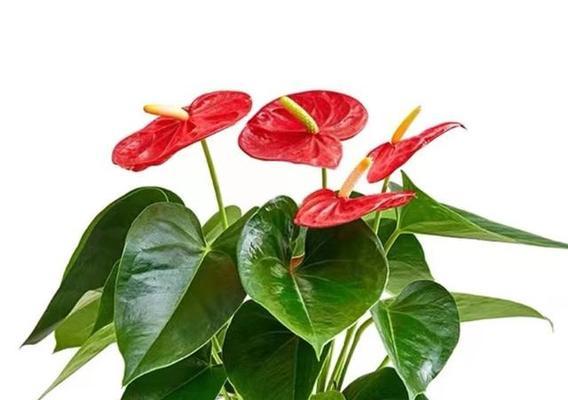 所有植物都能在任何环境中生长吗？如何选择适合的植物种类？