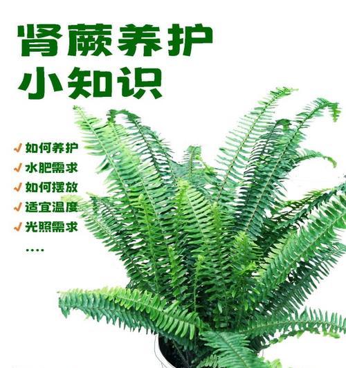 植物保湿培养的关键步骤有哪些？如何保持适宜的湿度？