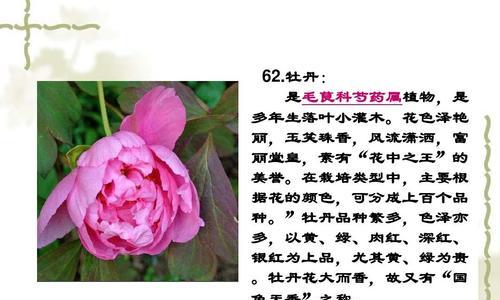 芍药中药植物有哪些名称？它们的药用价值是什么？