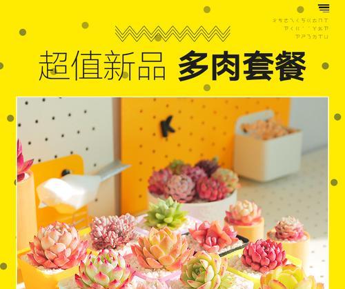 四组花卉套餐包含哪些品种？它们各自有什么特点？