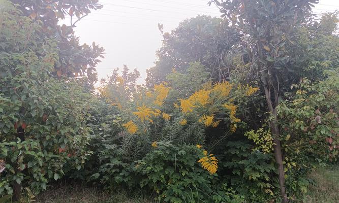 黑芸豆属于什么植物？它的特性与用途有哪些？