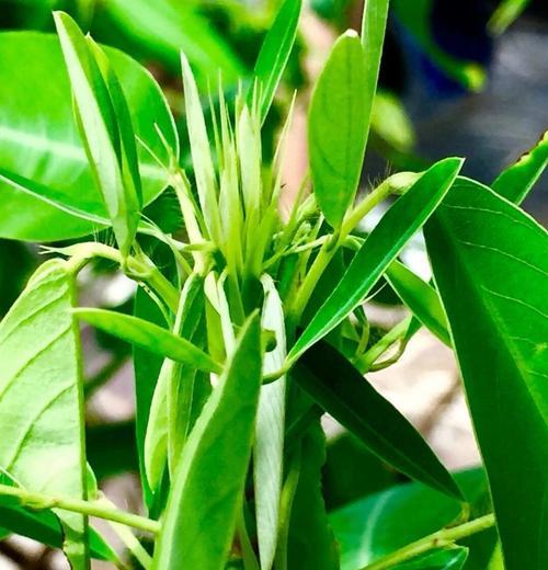 黑芸豆属于什么植物？它的特性与用途有哪些？