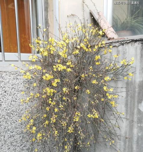 花卉养殖冬天注意事项有哪些？如何做好冬季养护？