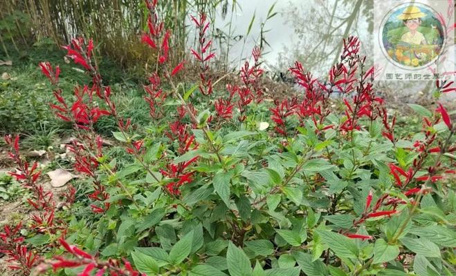 院子中可以用来除臭的植物有哪些？它们的除臭效果如何？