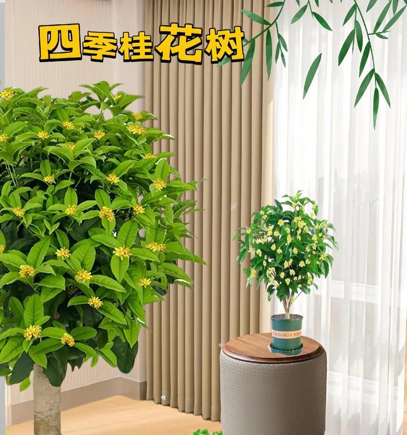 哪些盆栽花卉适合户外种植？它们的养护要点是什么？