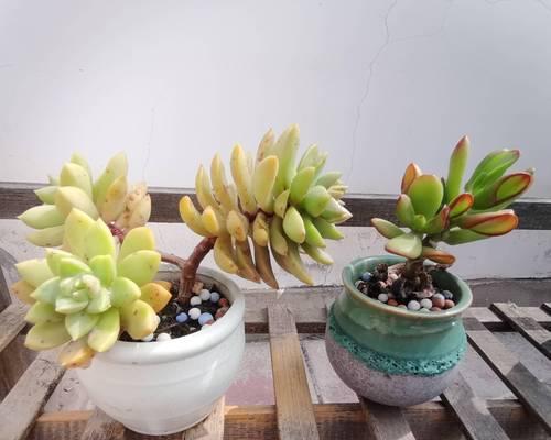 哪些盆栽花卉适合户外种植？它们的养护要点是什么？