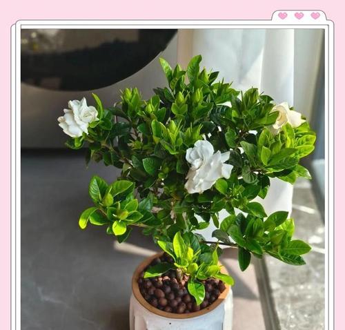 哪些盆栽花卉适合户外种植？它们的养护要点是什么？