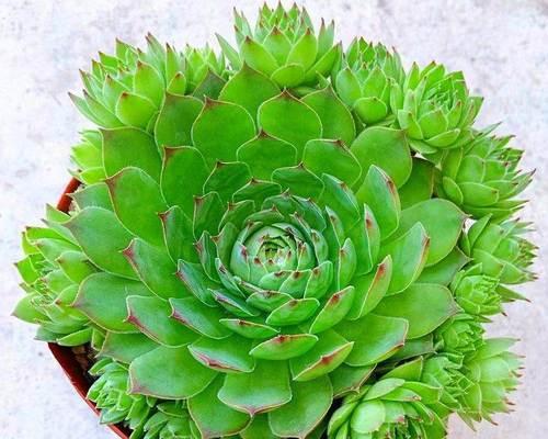 多肉植物观音莲怎么养？观音莲的养殖方法和注意事项有哪些？