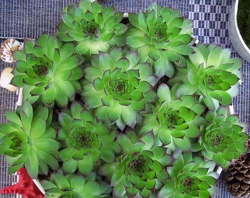 多肉植物观音莲怎么养？观音莲的养殖方法和注意事项有哪些？