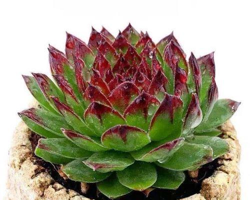 多肉植物观音莲怎么养？观音莲的养殖方法和注意事项有哪些？