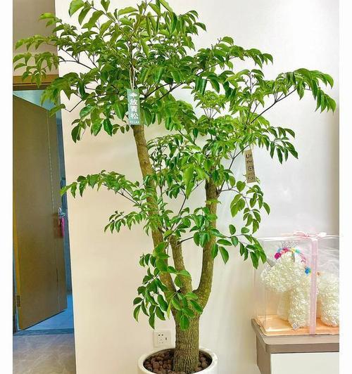 哪些盆栽植物最耐旱且喜阳？