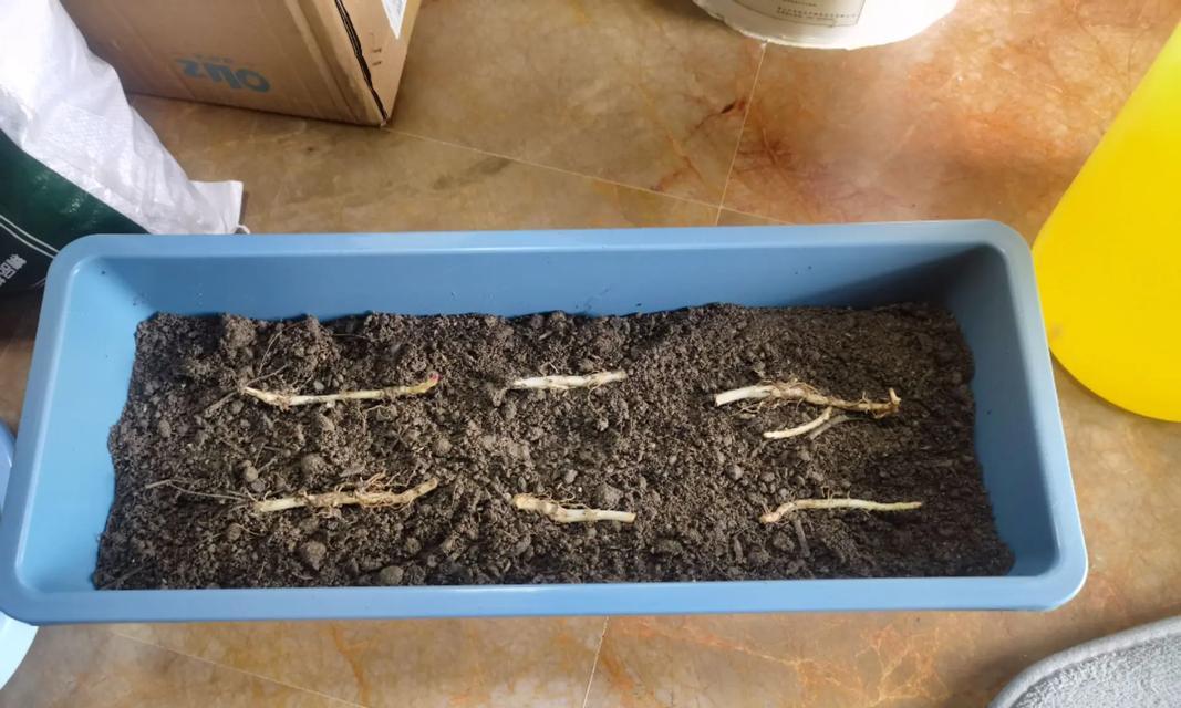 花籽盆栽怎么种植的呢？种植过程中需要注意哪些问题？