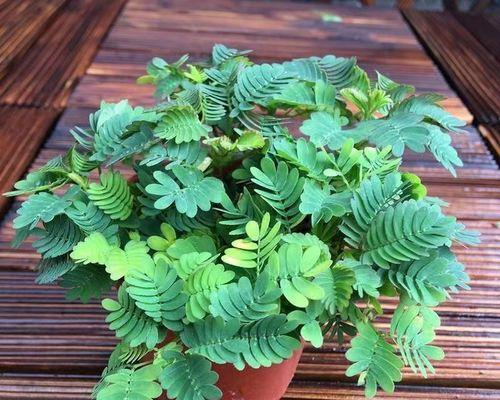 花籽盆栽怎么种植的呢？种植过程中需要注意哪些问题？