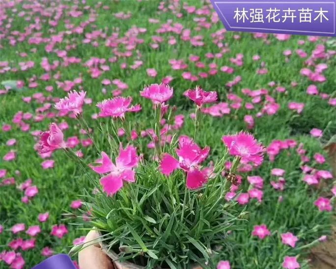 花草苗的分类有哪些？