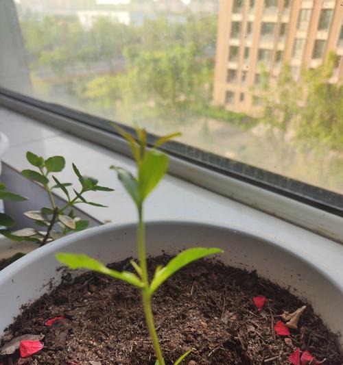 花草苗的分类有哪些？