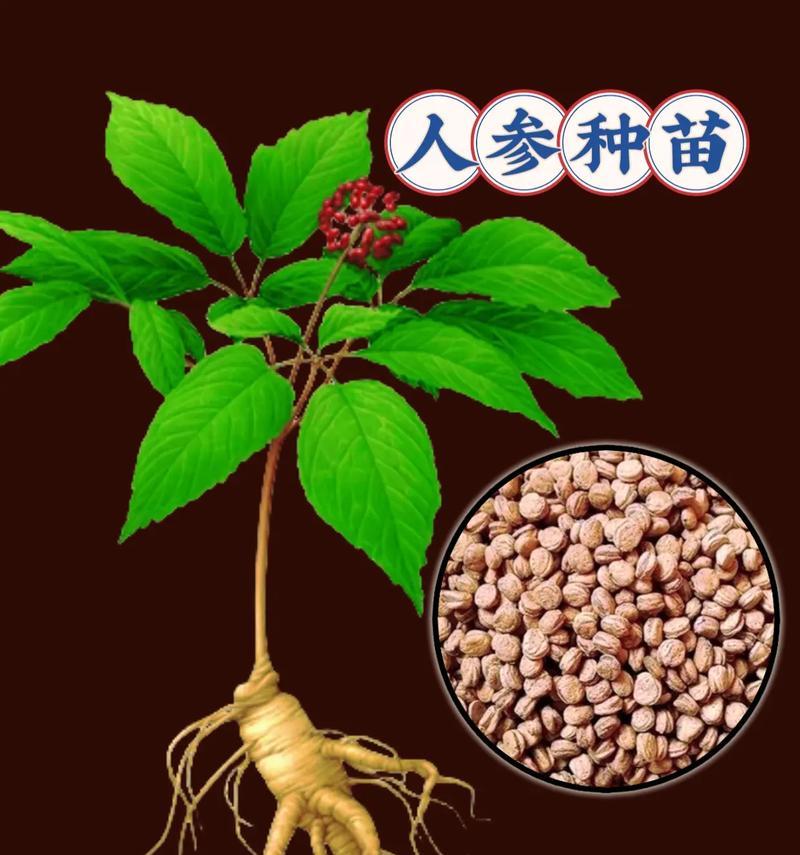 花草苗的分类有哪些？