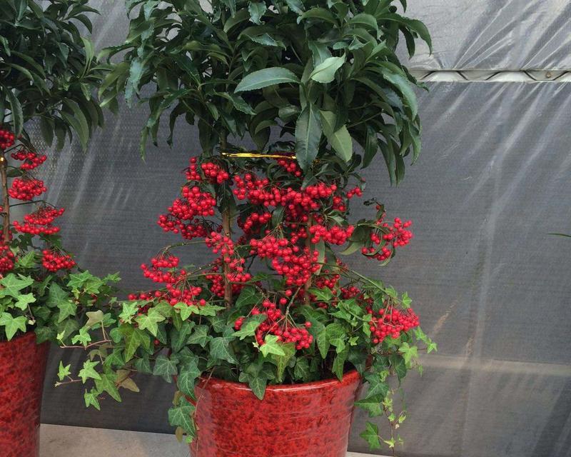 植物盆栽大型种子的种植方法是什么？需要注意什么？