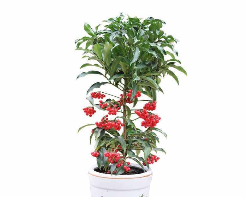 植物盆栽大型种子的种植方法是什么？需要注意什么？
