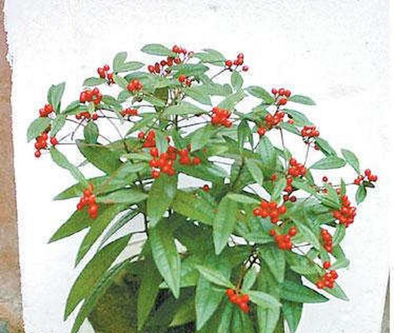 植物盆栽大型种子的种植方法是什么？需要注意什么？
