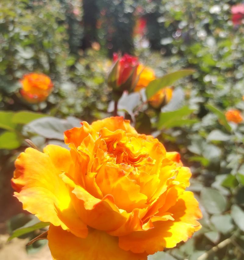 花卉的定义和分类有哪些？