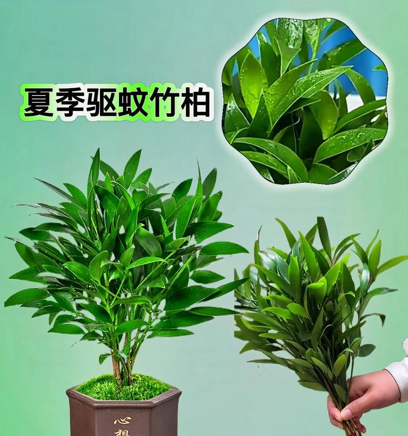 桐柏地区常见植物种类有哪些？它们的养护要点是什么？