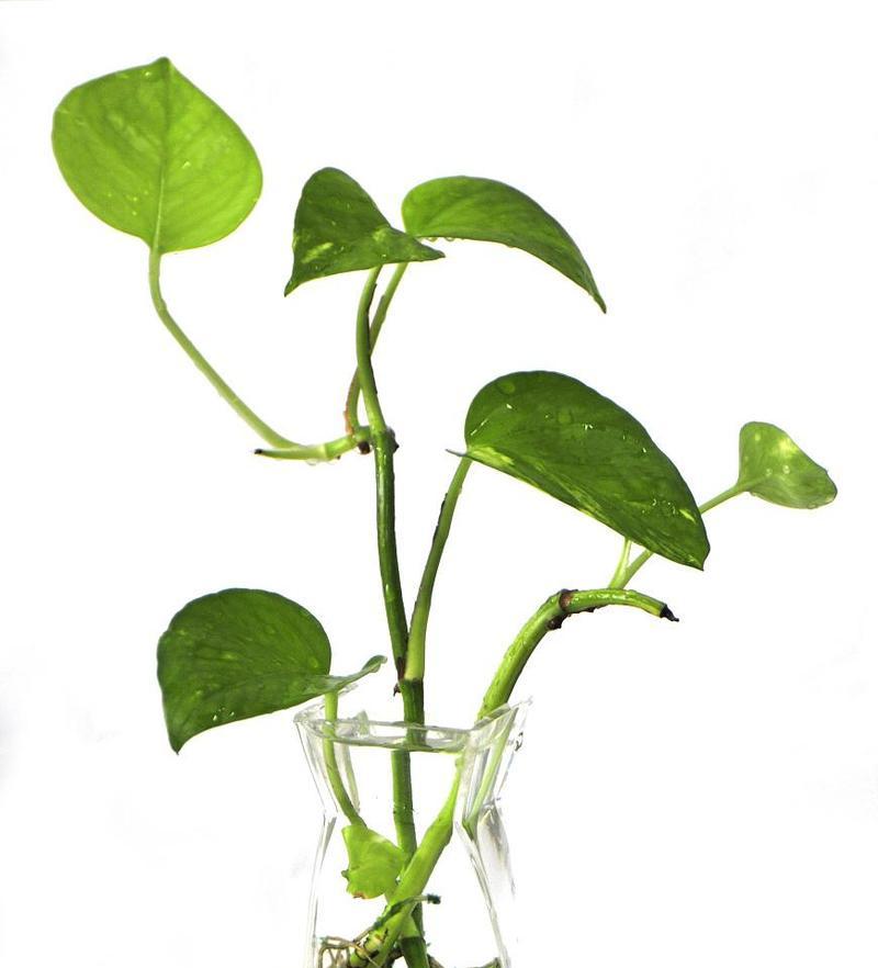 植物腐烂的原因有哪些？如何预防？