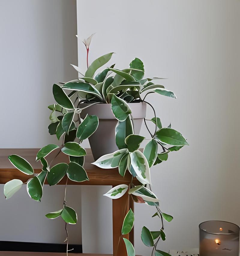 容器球形植物的种类有哪些？容器球形植物的养殖方法是什么？