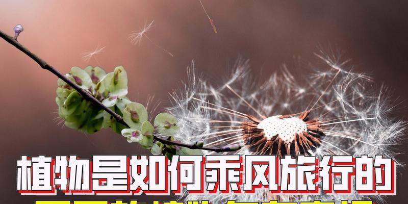 哪些植物通过风传播种子？