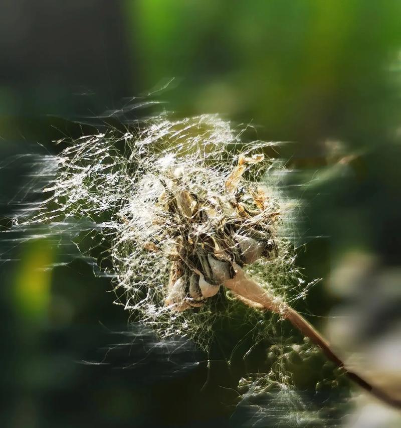 哪些植物通过风传播种子？