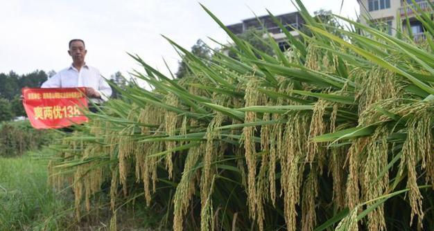 两宋时期水稻种植有哪些显著特点？