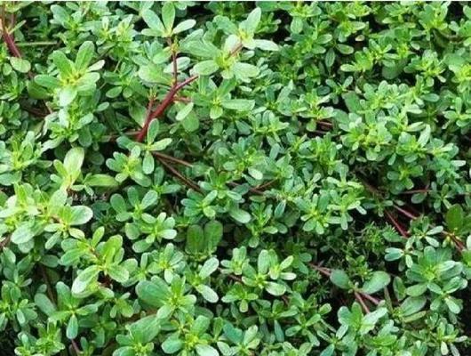 痔疮植物疗法中常用的药物是什么？