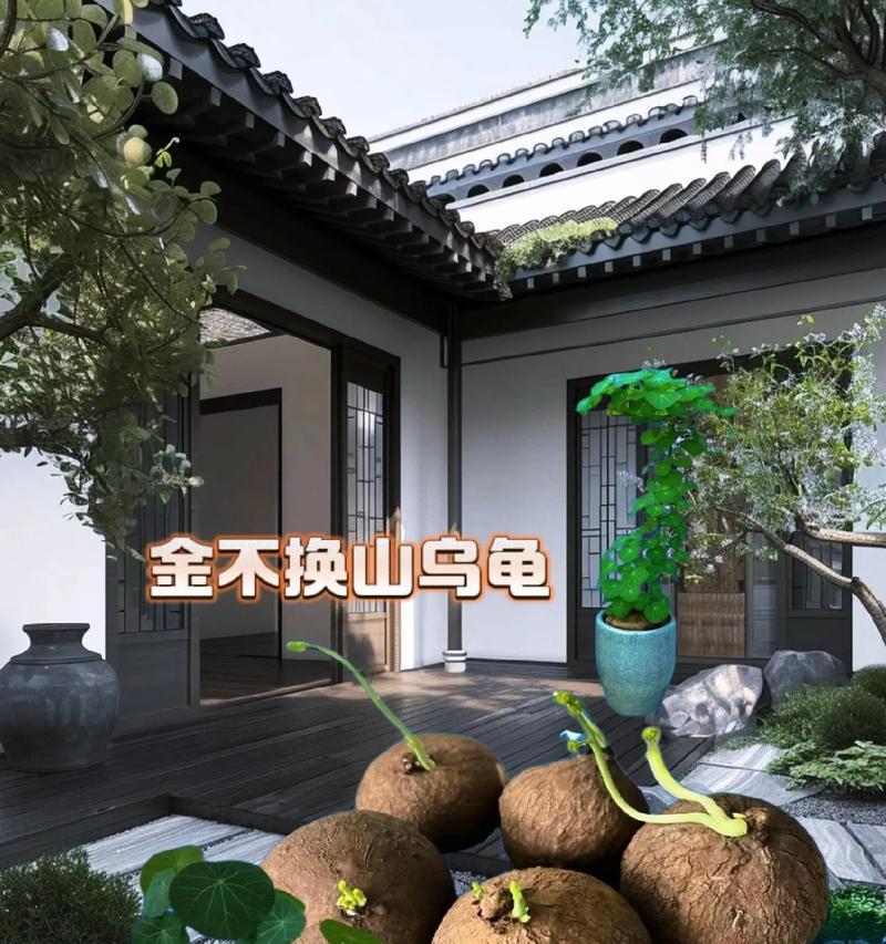 山乌龟盆栽紫藤的养护方法是什么？如何正确养护山乌龟盆栽紫藤？