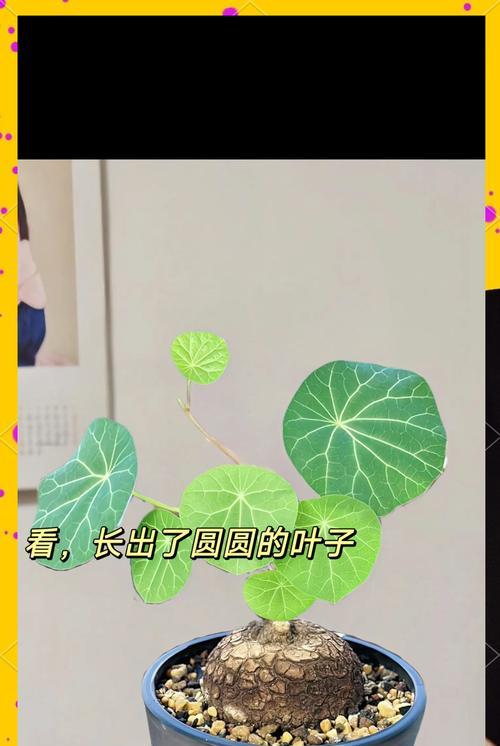 山乌龟盆栽紫藤的养护方法是什么？如何正确养护山乌龟盆栽紫藤？