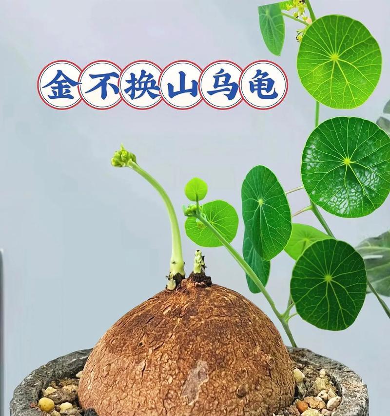 山乌龟盆栽紫藤的养护方法是什么？如何正确养护山乌龟盆栽紫藤？