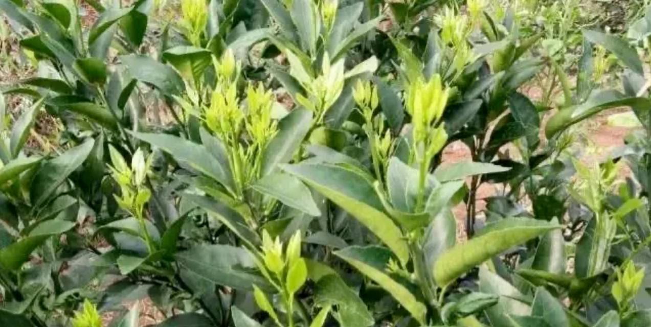 学生种植植物时间怎么算？如何规划种植周期？