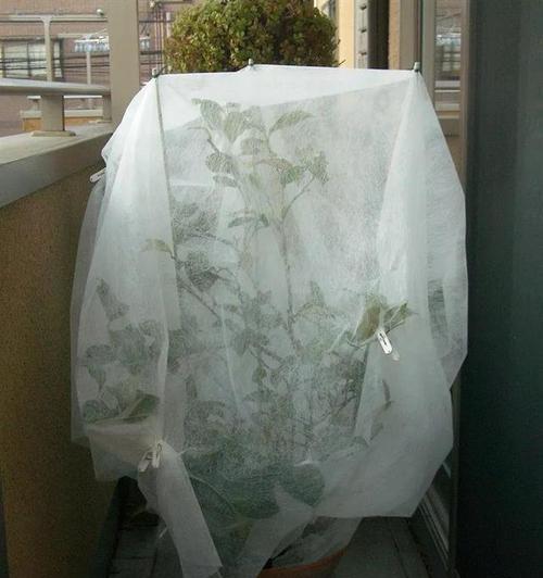 热带花卉如何做好防寒？