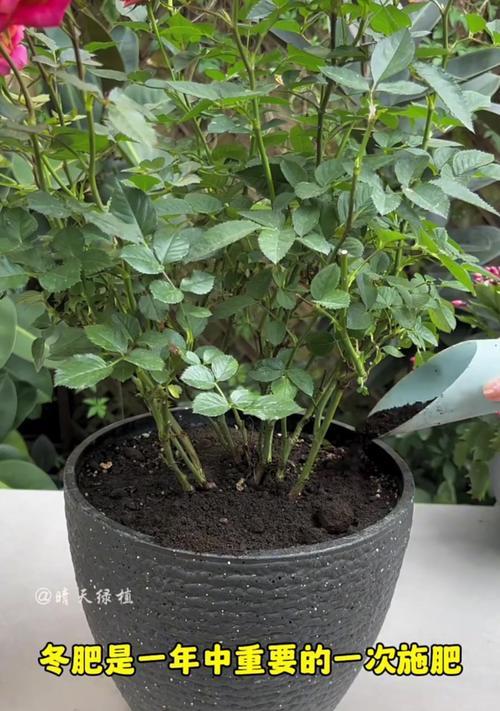干燥环境下水培花卉应该施用什么肥料？施肥的正确方法是什么？