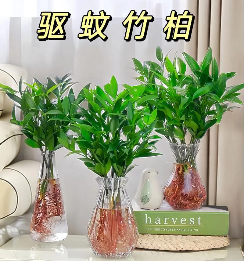 干燥环境下水培花卉应该施用什么肥料？施肥的正确方法是什么？