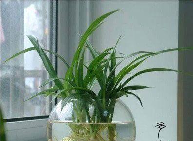 干燥环境下水培花卉应该施用什么肥料？施肥的正确方法是什么？