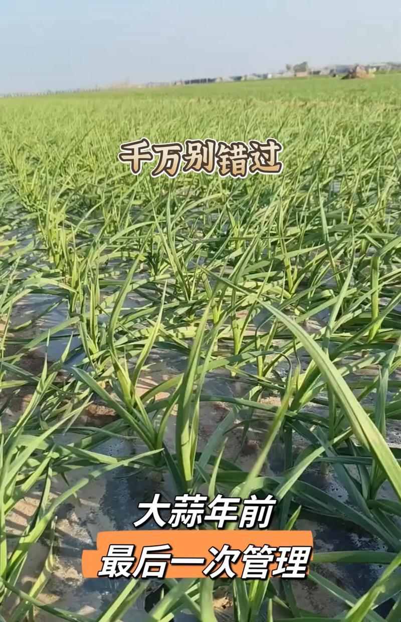 大蒜植物养殖方法是什么？如何确保大蒜健康成长？