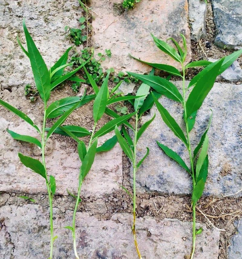 桃树幼苗回来后怎么管理？桃树种植的初期养护要点是什么？
