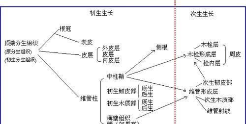 阴面浅根植物的养护方法是什么？如何避免根部问题？
