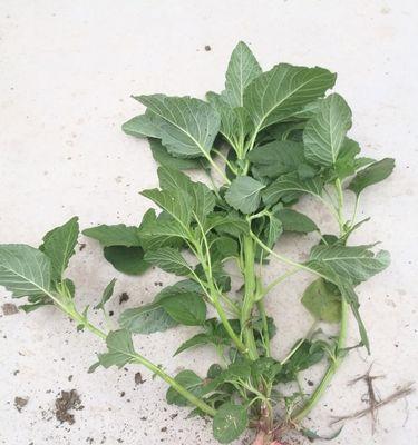 阴面浅根植物的养护方法是什么？如何避免根部问题？