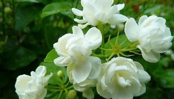 有什么农村花卉植物的品种？这些品种的生长环境和特点是什么？