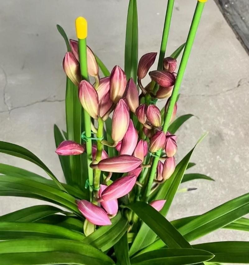 有什么农村花卉植物的品种？这些品种的生长环境和特点是什么？