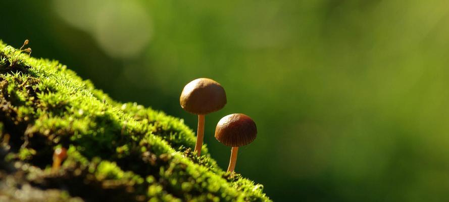 植物的生殖器官有哪些？植物生殖器官的功能是什么？