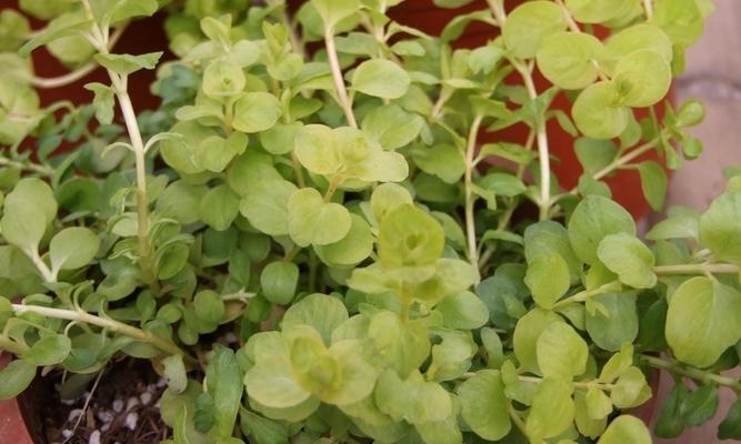 植物的生殖器官有哪些？植物生殖器官的功能是什么？